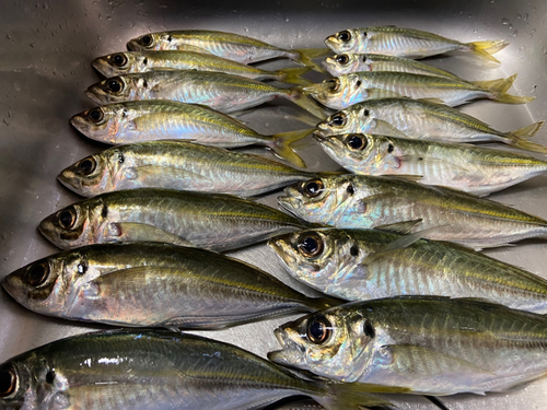 マアジの釣果