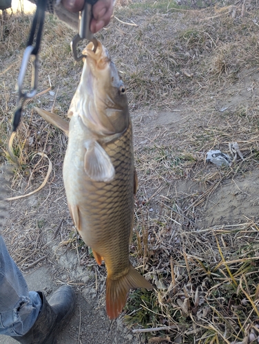 コイの釣果