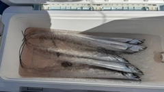 タチウオの釣果