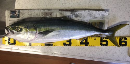ブリの釣果