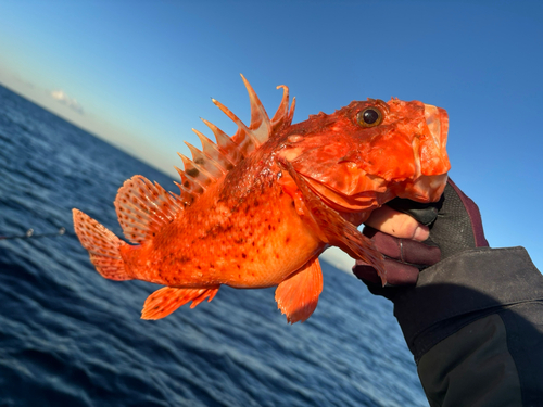 オニカサゴの釣果