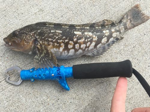 アイナメの釣果