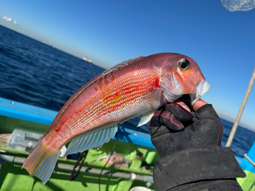 アカアマダイの釣果