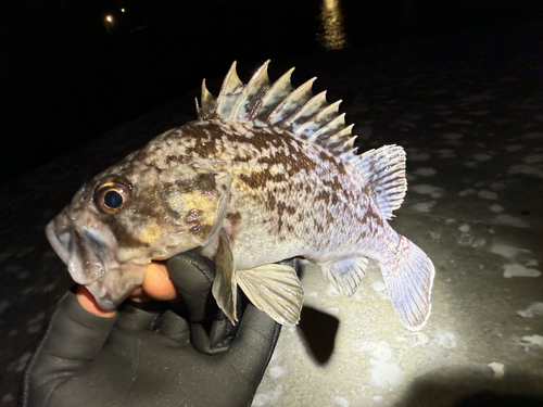 クロソイの釣果