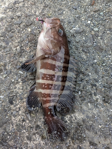 マハタの釣果