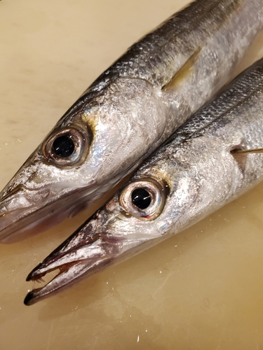 カマスの釣果