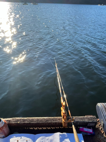 ヘラブナの釣果