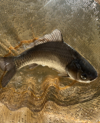 ヘラブナの釣果