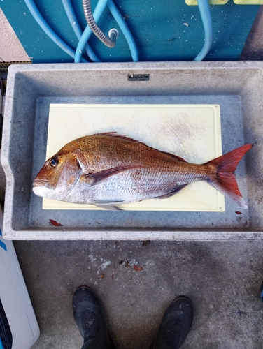 タイの釣果