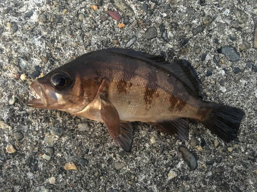 メバルの釣果