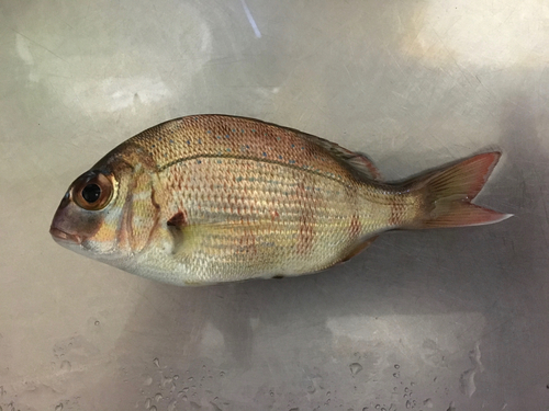 マダイの釣果