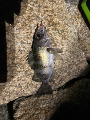 アオメバルの釣果