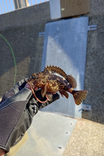 カサゴの釣果