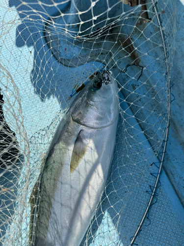 ブリの釣果