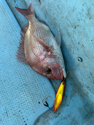 マダイの釣果