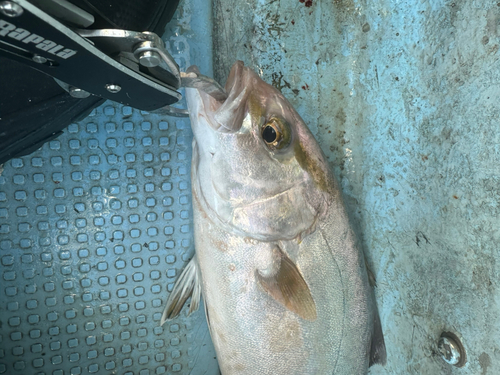 ネリゴの釣果