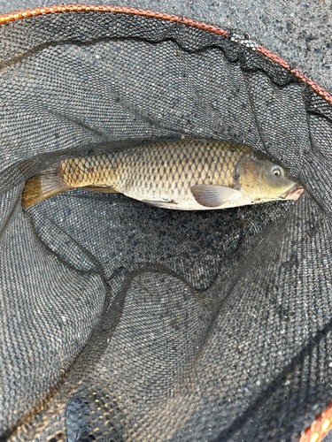 コイの釣果