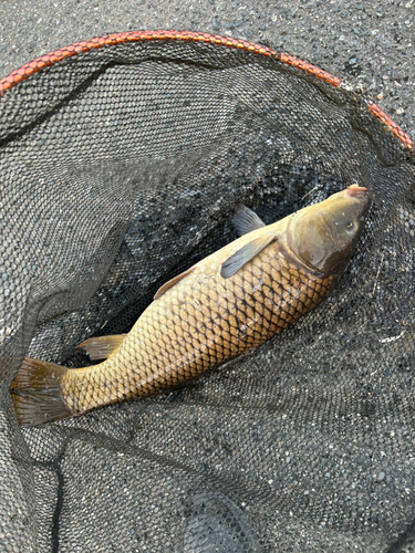 コイの釣果