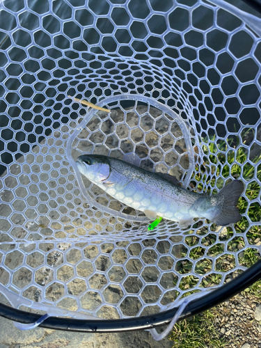 レインボートラウトの釣果