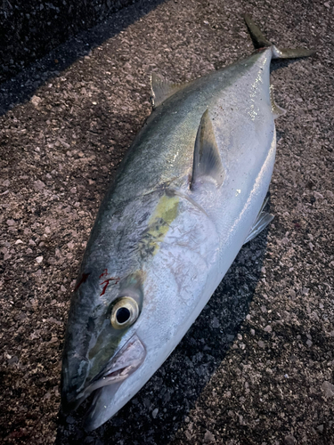 ハマチの釣果