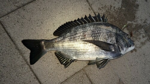 クロダイの釣果