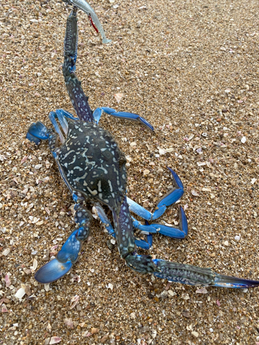 タイワンガザミの釣果