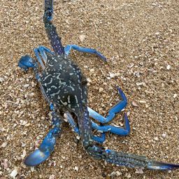 タイワンガザミ