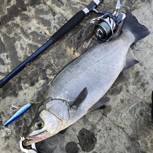 ヒラスズキの釣果