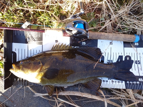 スモールマウスバスの釣果