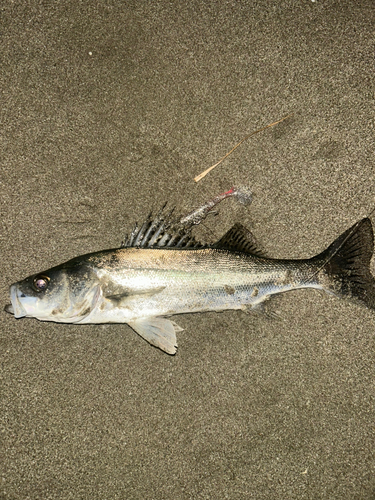 セイゴ（マルスズキ）の釣果