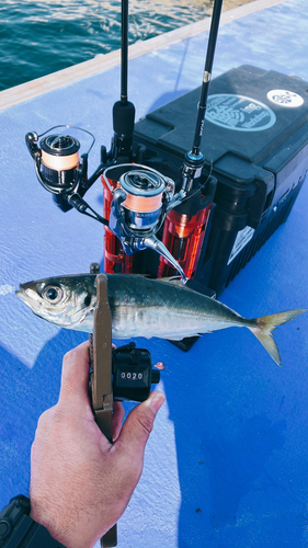 マアジの釣果