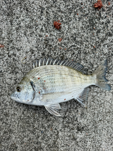 ミナミクロダイの釣果