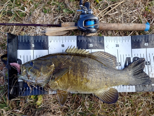 スモールマウスバスの釣果