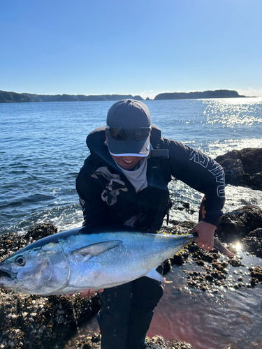 クロマグロの釣果