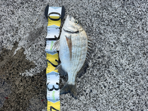 ミナミクロダイの釣果