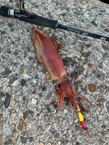 ケンサキイカの釣果