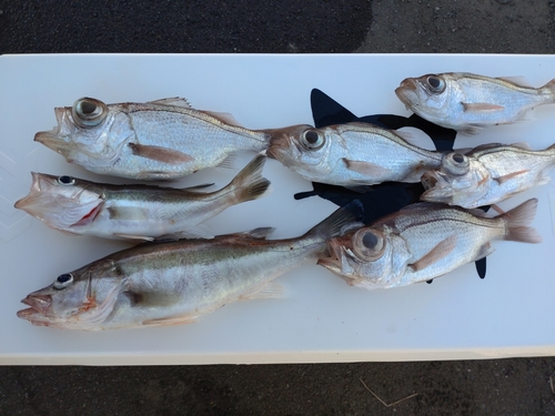 シロムツの釣果