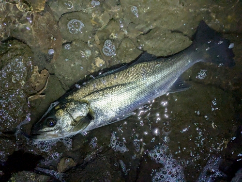 フッコ（マルスズキ）の釣果