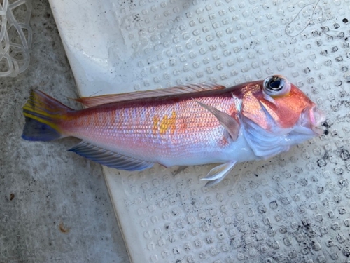 アマダイの釣果