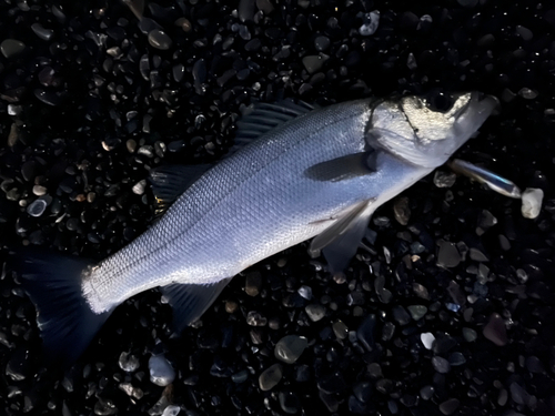 フッコ（マルスズキ）の釣果