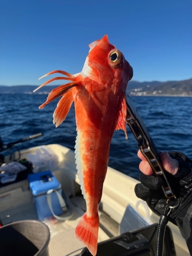 カナガシラの釣果