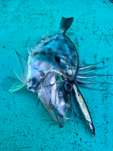 カガミダイの釣果