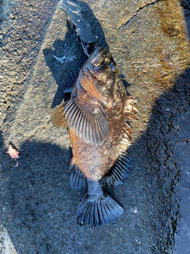 ムラソイの釣果