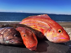 アカエソの釣果