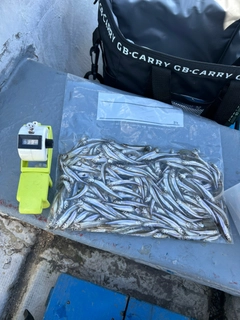 ワカサギの釣果
