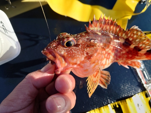 アラカブの釣果