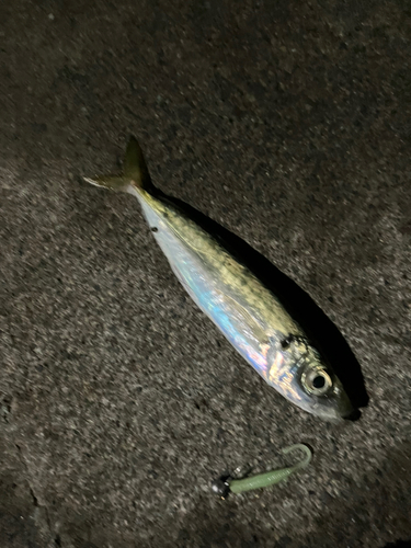 アオアジの釣果