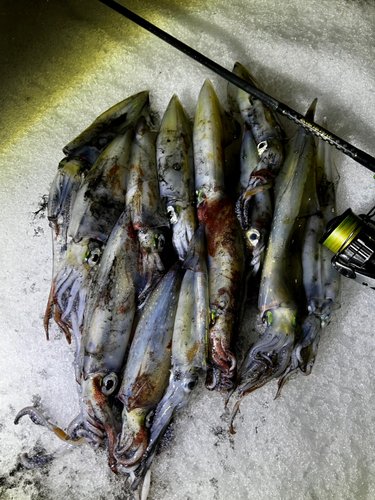 ヤリイカの釣果