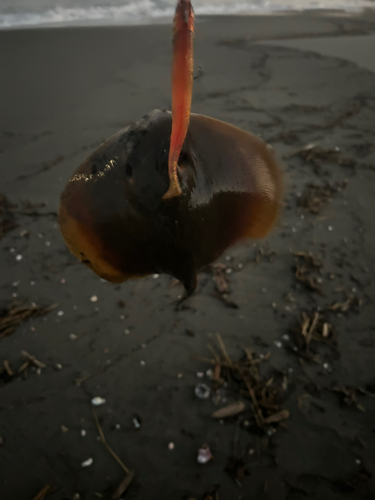 アカエイの釣果