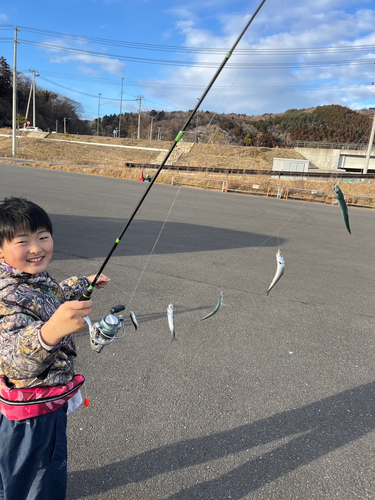 イワシの釣果